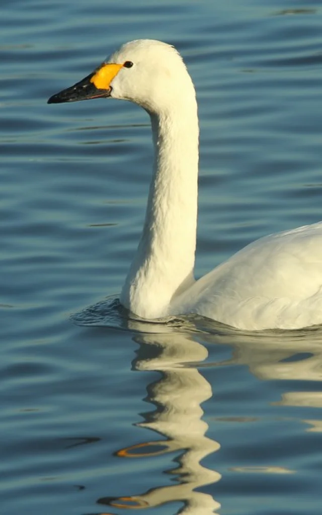 Bewick Swan Edmund Kennerley