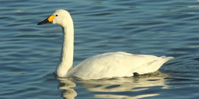 Cygne Bewick Edmund Kennerley