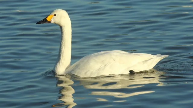 Cygne Bewick Edmund Kennerley