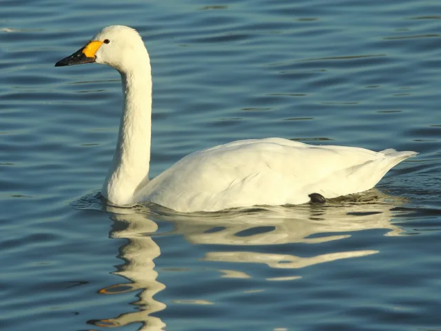 Bewick Zwaan Edmund Kennerley