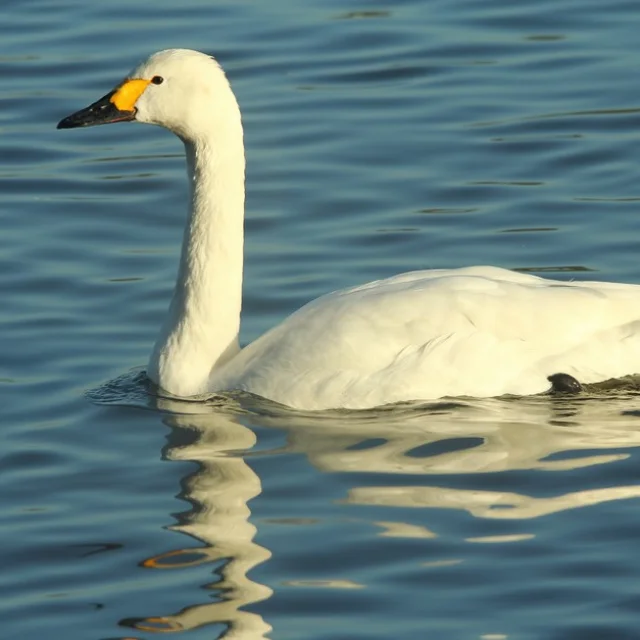 Cygne Bewick Edmund Kennerley