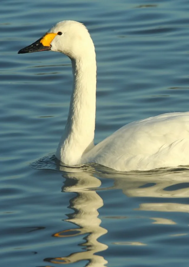 Cygne Bewick Edmund Kennerley