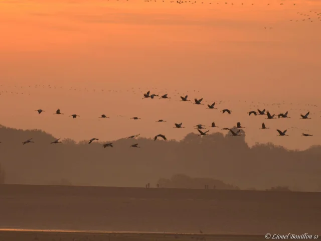 Envol Grues Lac Du Der