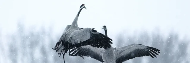 Ash Cranes 2