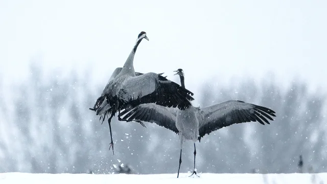 Grues Cendrees 2