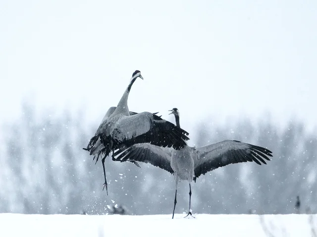 Ash Cranes 2