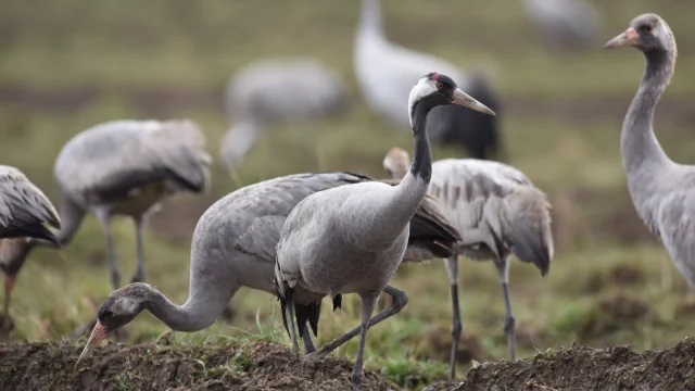 Ash Cranes 4