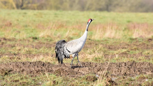 Ash Cranes 5