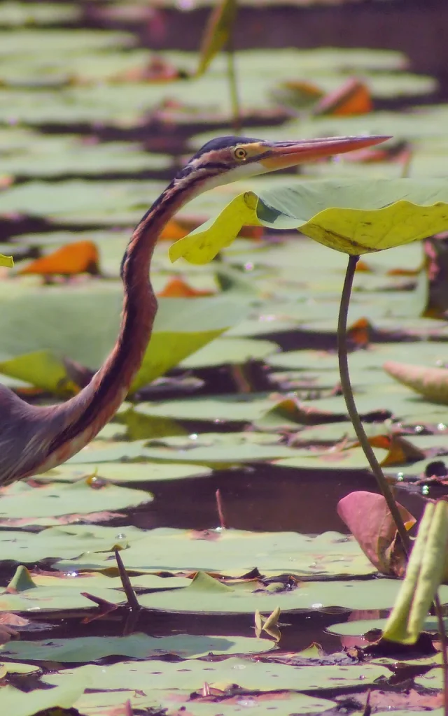 Purpurner Heron