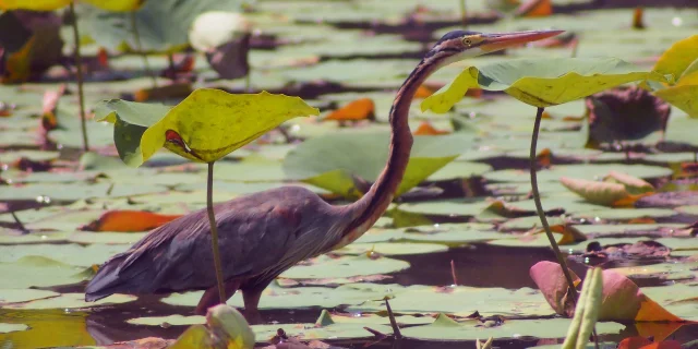 Heron Pourpre