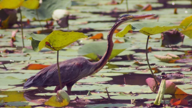 Heron Pourpre