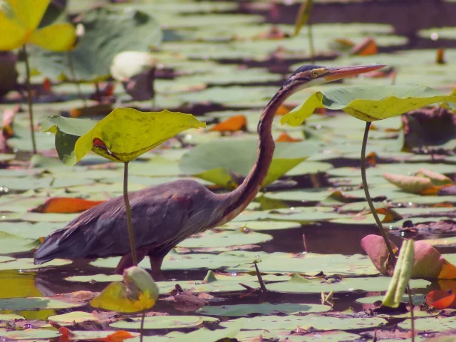 Purpurner Heron