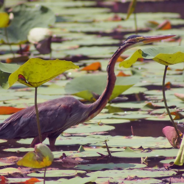 Heron Pourpre