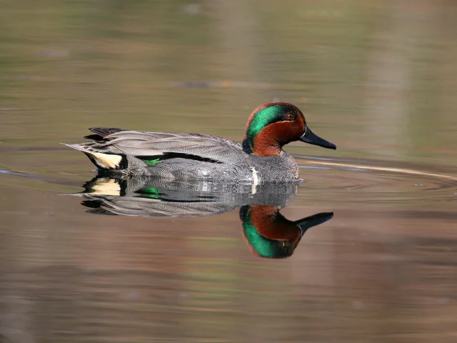 Wintertaling Marcel Milliard