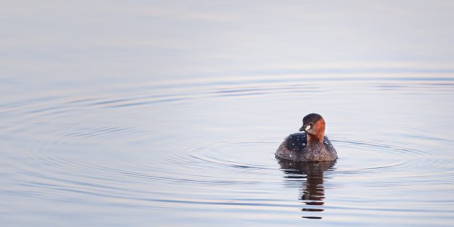 Grebe Castagneux