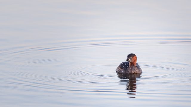 Grebe Castagneux