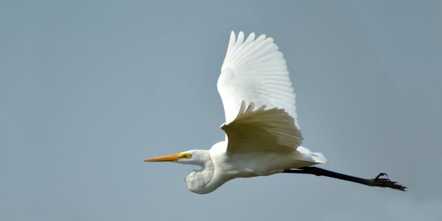 Grande Aigrette