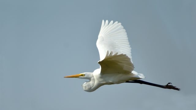 Grande Aigrette