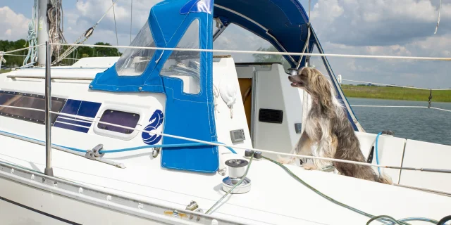 Lac-du-Der-avec-mon-chien-en-bateau.jpg