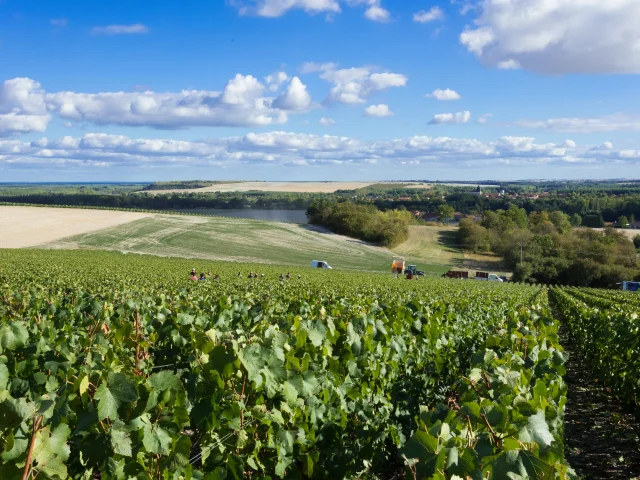 Vine Harvest Ph Jacquemin