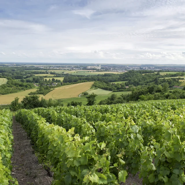 Vignoble Coteaux Vitryats Mont De Fourche Noel Sellier Collection Ot Lac Du Der