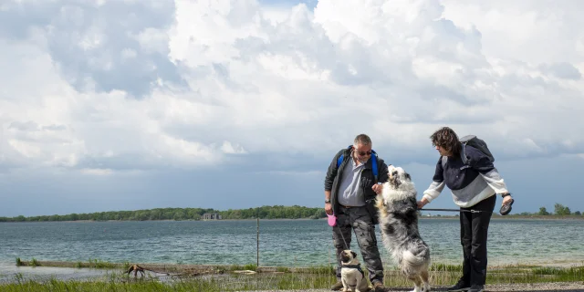 balade-chiens-lac-du-der.jpg