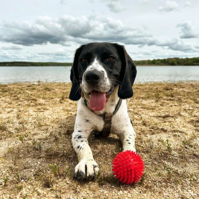 beagle-lac-du-der.png