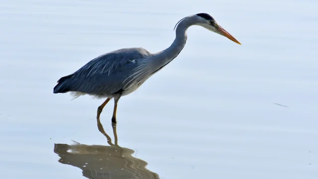 Heron Cendre