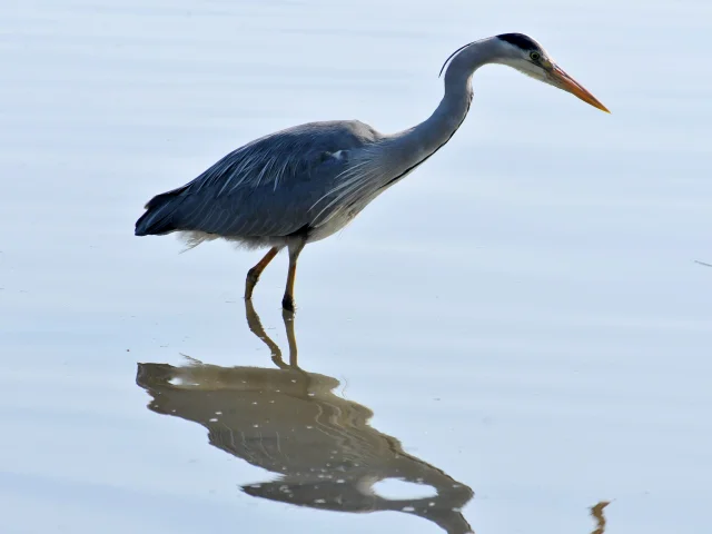 Reiger Cendre