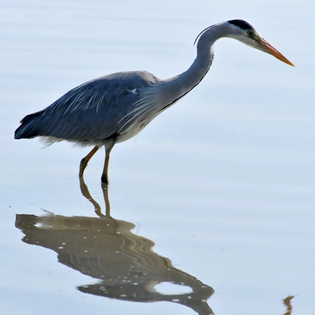 Heron Cendre