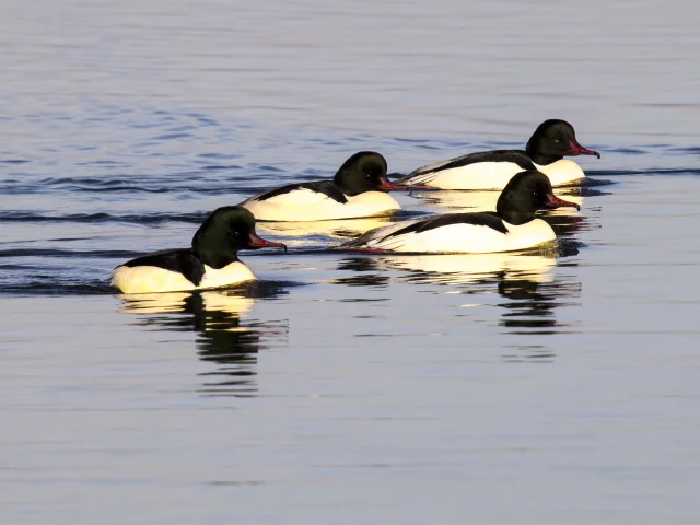 Goosander