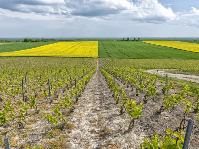 paysage-vignoble-coteaux-vitryats-Noel-Sellier.jpg