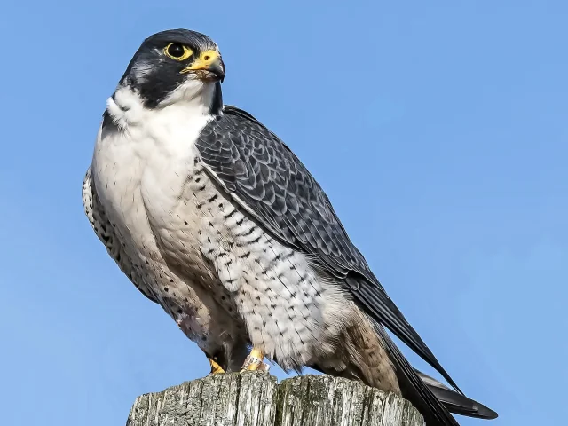 Peregrine falcon