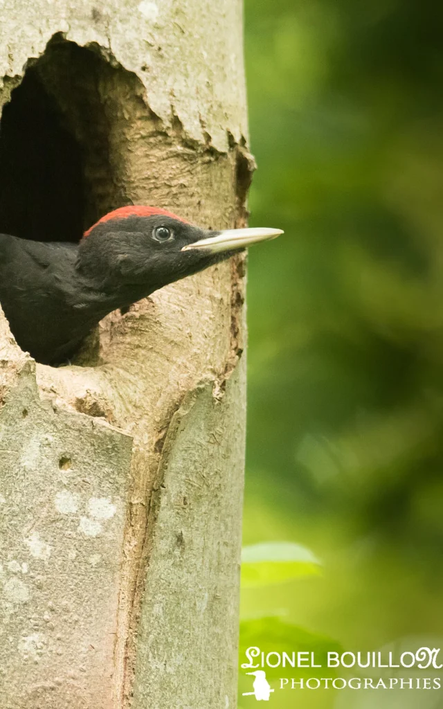 Black Woodpecker