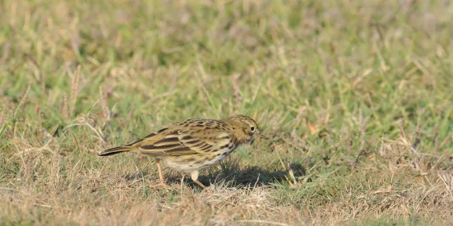 Pipit farlouse