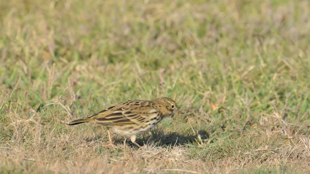 Pipit farlouse