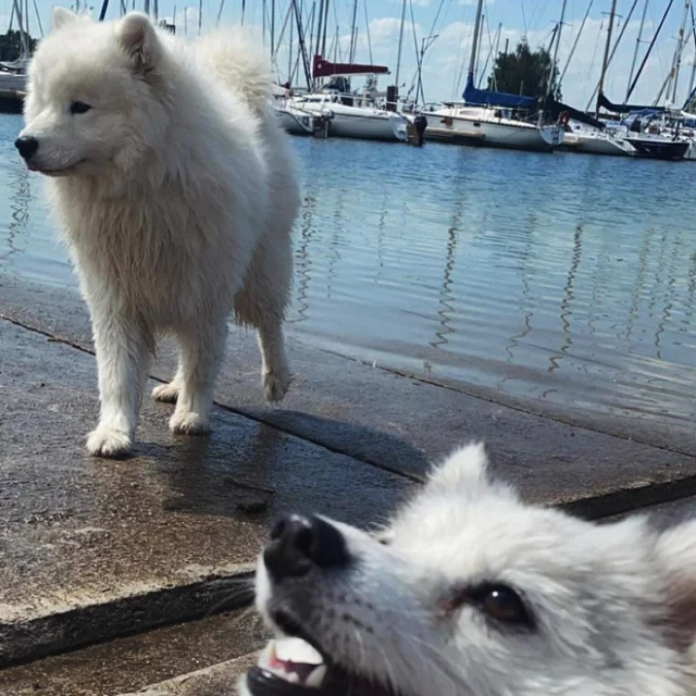 samoyede-spitz-lacduder.png