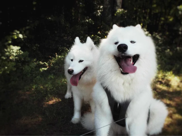 samoyedes-balade-lac-du-der.jpg