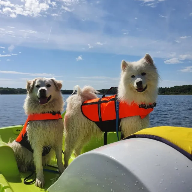 samoyedes-pedalo-Copie.png