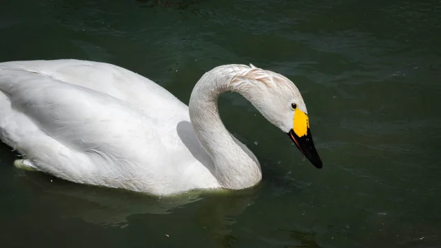 Cygne de Bewick