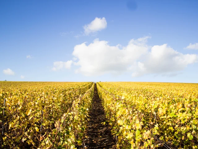 Vigne Automne Vitry M Daubin