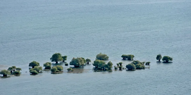 vue aérienne lac arbre