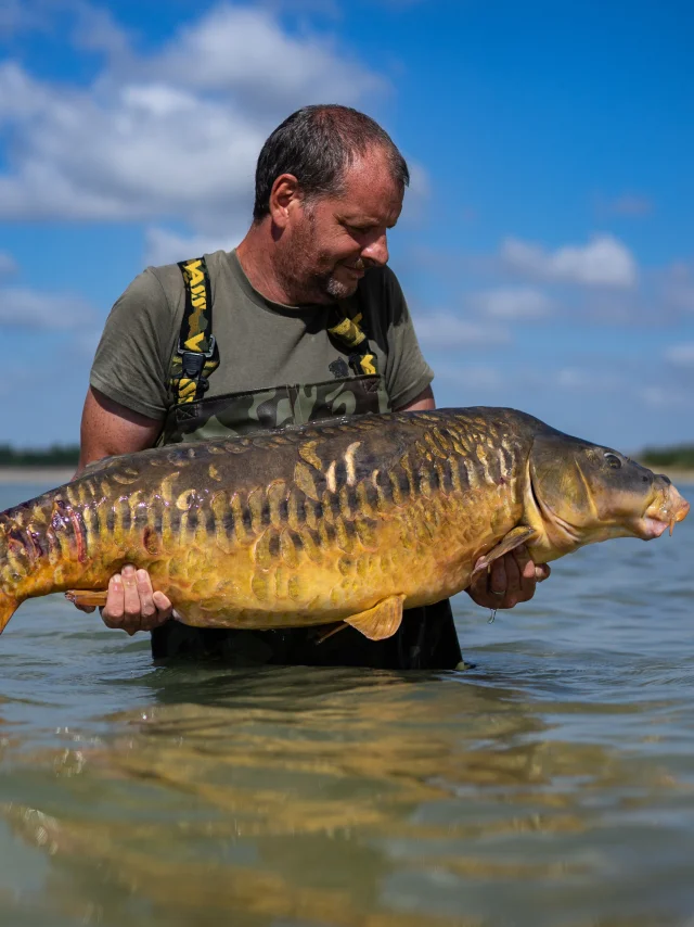 Carpe - Lac du Der