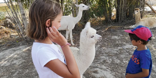 Alpagas - Ferme Pédagogique du Grand Der