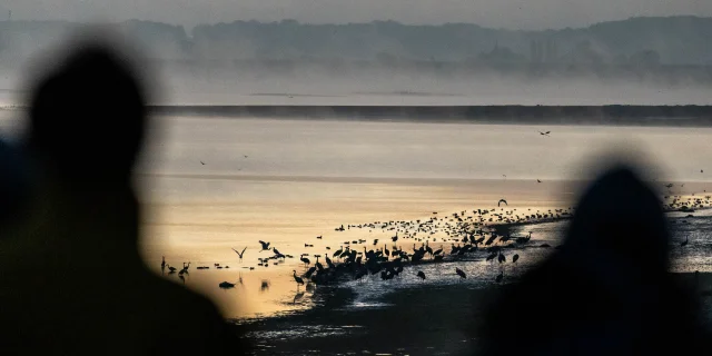 Ornithologie Automne Lac du Der