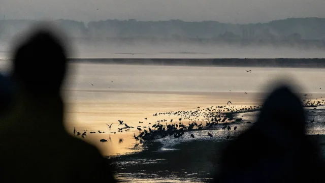 Ornithologie Automne Lac du Der